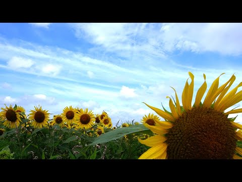 播州夏花㈤　ひまわりの丘公園