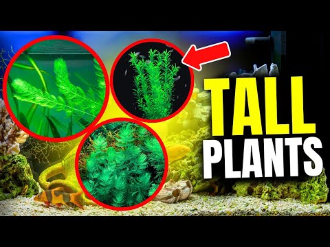 Here Are The 10 BEST Tall Aquarium Plants...