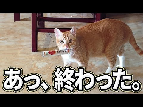 【2ch動物スレ】ツッコミどころ満載な猫のおもしろ動画見ようぜwwwwww④