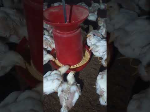 How to eating Feed 🐤🌽🌾& drinking water 💦💦 with Poultry Bird