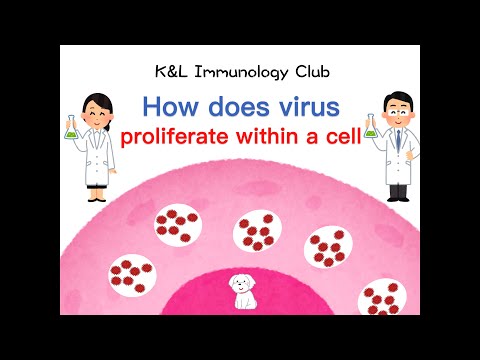 ③How does virus proliferate within a cell?