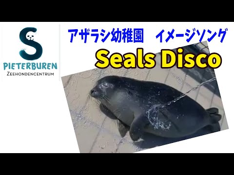 アザラシ幼稚園ファンソング「Seals Disco」Zeehonden centrum Pieterburen　応援ソング