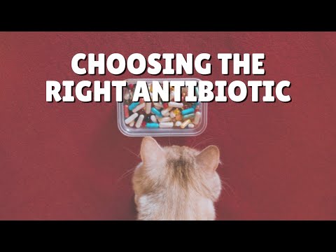 Finding The Right Feline Antibiotic | Two Crazy Cat Ladies #shorts