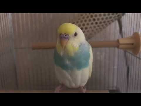 最後に可愛い声で鳴くインコ