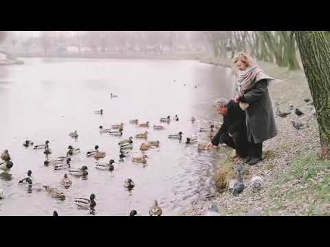 Feeding the Ducks | Copyright Free Video Footage