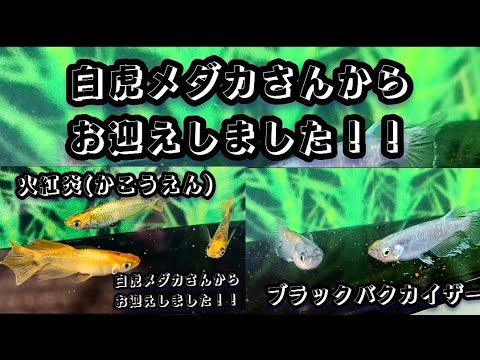 白虎メダカさんからお迎えしました！！火紅炎(かこうえん)ブラックバクカイザー #メダカ#めだか #改良メダカ #メダカ屋 #白虎メダカ#めだか好き #メダカ品種 #茨城メダカ #下妻メダカ