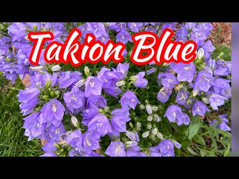 Takion Blue Bell Flowers 💜 | Perennial Flowers | Flower Garden | Spring Flower | Purple | Jin Moore