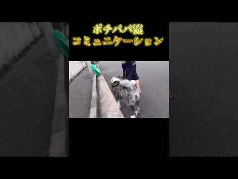 ワンコを飼う全ての飼い主さんへ #akita #犬のいる暮らし #しつけトレーニング