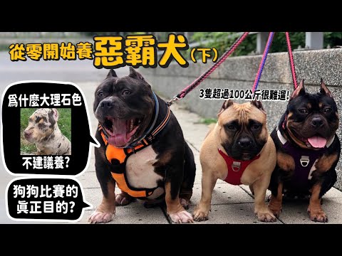 【從零開始養】惡霸犬(下)為什麼大理石色不能養?美國300萬的惡霸!價格為何驚人?花百萬養狗!為何不經營犬舍?狗狗走秀的真正目的?【許伯簡芝】美國惡霸犬!American bully pitbull