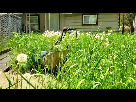 Tall Grass Takes Over Property | Let's Clean This Mess Up!