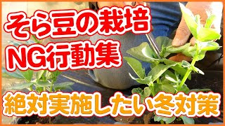 そら豆栽培の失敗事例集！家庭菜園や農園でNGなそら豆の育て方を徹底解説！そら豆の成長に応じた管理方法もご紹介【農園ライフ】