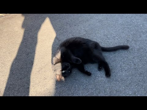 くろねこ　blackcat   2024年12月7日　8:00