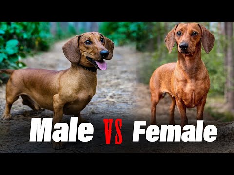 Male Vs Female Dachshund in 2 Minutes: 6 Differences Between Them