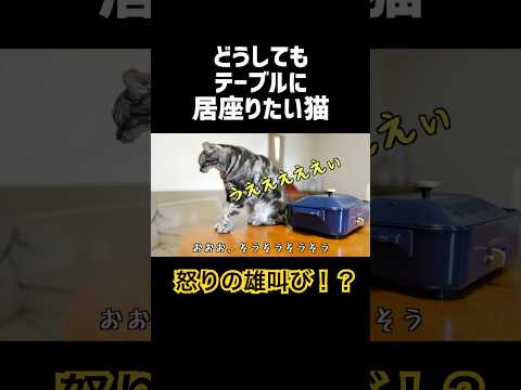 怒りの雄叫び！？どうしてもテーブルに居座りたい猫 #shorts