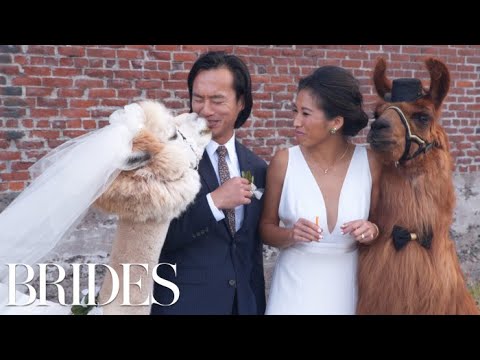 Meet Portland's Viral Wedding Llamas | BRIDES