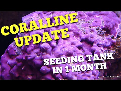 Coralline Update (fully seeded in 1 month)