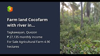 Farm land Cocofarm with river in Tagkawayan Quezon near Bicol