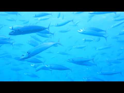 【ハナウマ湾でダイビング！】魚の群れに遭遇！Scuba Diving at Hanauma Bay in Honolulu