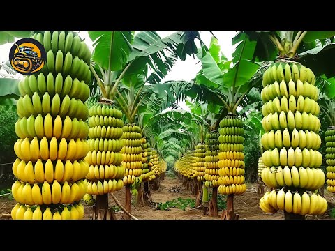 How To Grow Banana To Be The Fruit Of Every Family - Agriculture with Grand Machine