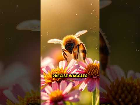 The Secret Dance of Honeybees Revealed! 🐝💃 #Bees #WaggleDance #Nature #Honeybees #TubeZoneTV