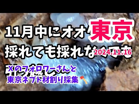 【昆虫採集】東京 ネブト 材割り採集 2024.11.16［ネブトクワガタ、クワガタ、クワガタ採集］