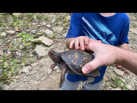 Summer ATV ride! Wildlife spotted on our adventure! Turtles and a deer! Go explore 🙌