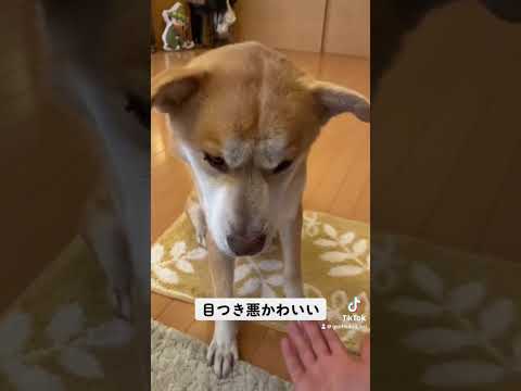 お手は上手。#保護犬を家族に #ドッグライフ #doggo #シニア犬 #rescuedog #doglover