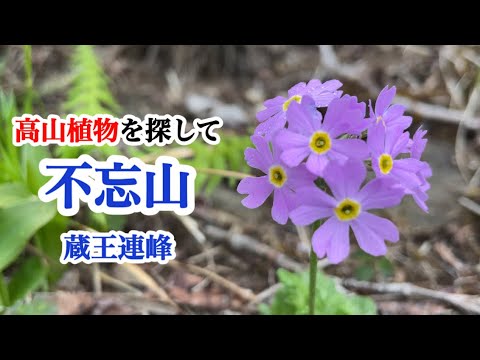 【山野草・高山植物】不忘山　宮城県蔵王連峰　今の季節にしか見れない花々