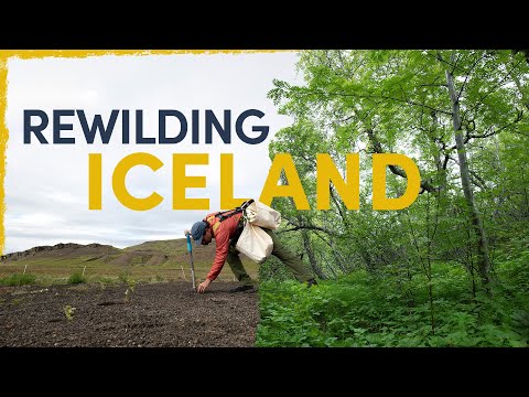 We’re Bringing Back Iceland’s Forgotten Forests