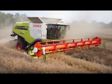 Rapsernte 2021 mit einem Claas Lexion 750 bei Neuenkirchen/Münsterland