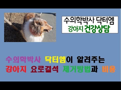 수의학박사 닥터엠이 알려주는 강아지 요로결석 제거방법과 비용!