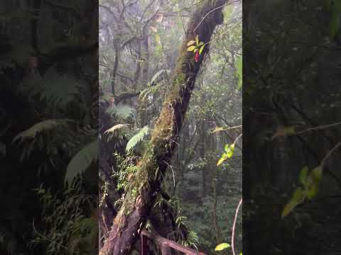 タイ最高峰🌿自然の中を歩く - Nature trail in the Thailand's highest mountain