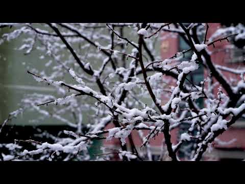 Snowing on Tree Limbs | Copyright Free Video Footage