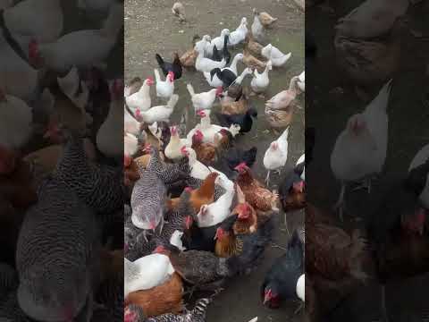 It must be treat time 🐓 #shorts  #chickenvideo  #happychickens