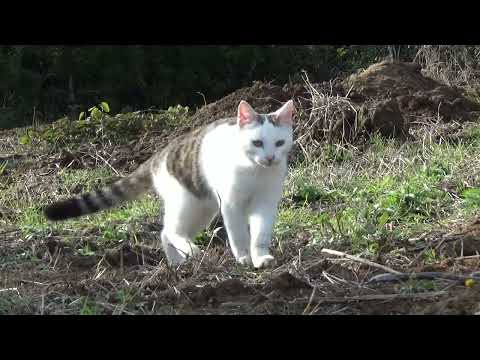 ねこ日記#2350 冬の畑で自由に過ごすマオ☆