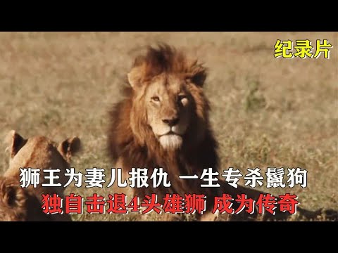 狮王妻儿被鬣狗杀害，它独战4头雄狮立下复仇决心 | 动物世界