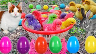 Catch Cute Chickens, Colorful Chickens, Rainbow Chicken, Rabbits, Cute Cats,Ducks,Animals Cute #64