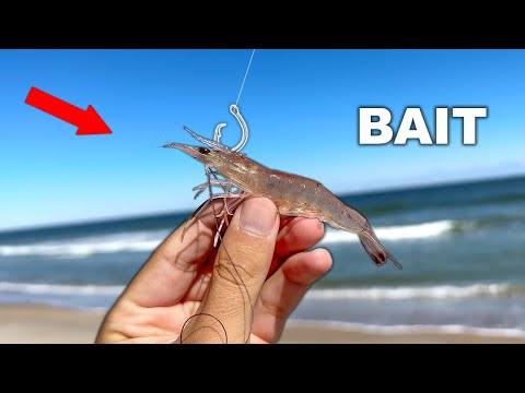 I caught the MOST EXPENSIVE Fish in Florida!