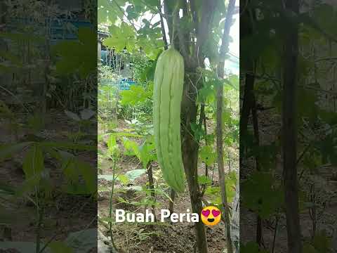 Buah Peria😍