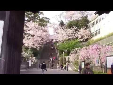 桜 東京都内有数の花見の名所　池上本門寺01 総門から此經難事坂