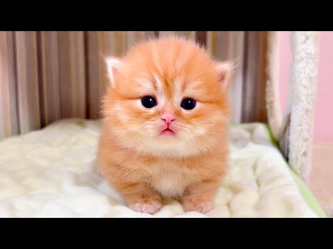 【マンチカンの子猫】ゆっくり遊びゆっくり側に来る子猫が可愛い件 ～猫のいる生活Vol.1051～出産動画 マンチカン短足・ミヌエット・ペルシャ猫専門ブリーダー『ペット蔵人』【子猫の成長記録】