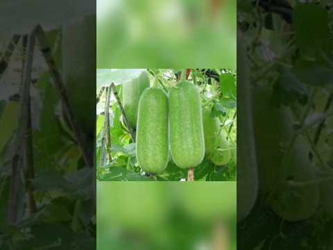 Organic Wax gourd farm😍#nature #organic #food #eating #asmr #art #tiktok #shorts #farming #farm