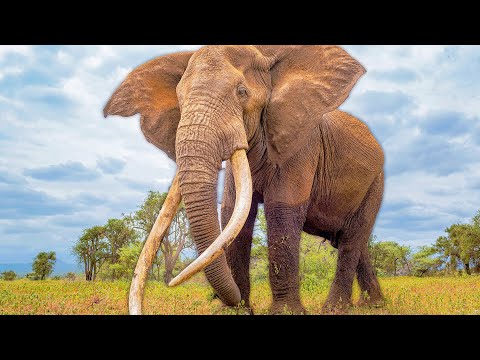 Why An Elephant's Skin Weighs 7 Tonnes | Super Senses | Real Wild