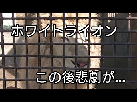 宇都宮動物園のホワイトライオンにやられました😿スローver. #shorts