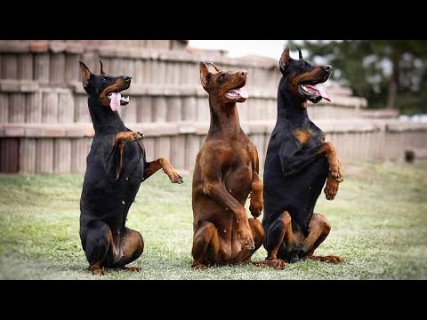 Types of Doberman | Which Type is Right for You?