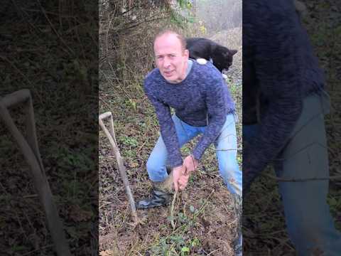 Tree digging cat balencing #treeplanting #nativetrees #forest #motivation #ideas #mud #exercise #cat