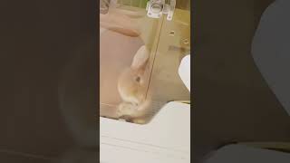 Unfortunate bunnies #funny #funnypetslife #funnyshorts #animals #rabbit #foryou #usa #cute