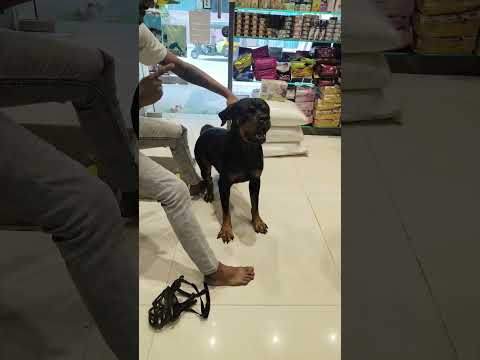 Rottweiler Aggressive Mood #dog #dogs #doglover #rottweiler #aggressive 🐶