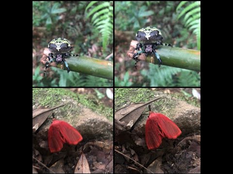 稀有生物—地衣鬼蛛(Araneus seminiger)及黑脈厚鬚冥蛾(Arctioblepsis rubida)