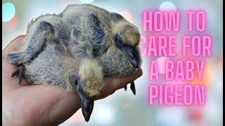 how to take care of a baby pigeon